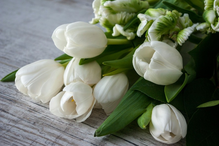 10-flores-brancas-para-cultivar-e-trazer-paz-aos-ambientes-de-casa