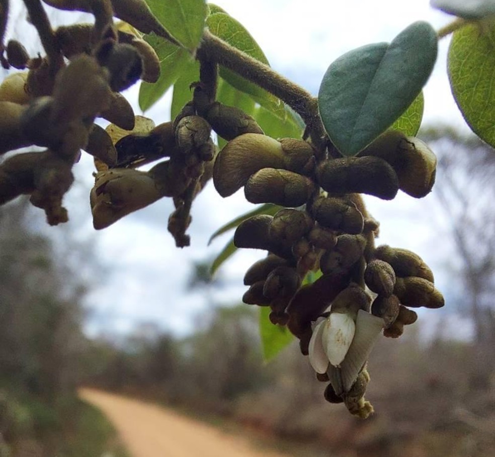 Fotografia retirada durante o trabalho de campo da pesquisa em que se mostra com detalhes os frutos da 'Machaerium guidone'. A espécie se encontra registada no site da Flora e Funga do Brasil — Foto: Flora do Brasil JBJR/Valner Matheus Milanezi Jordão/Reprodução