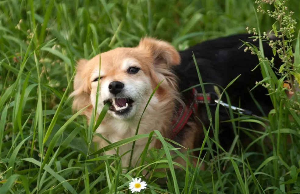 Comer grama e pequenos arbustos é um comportamento muito observado em cachorros — Foto: Canva / Creative Commons