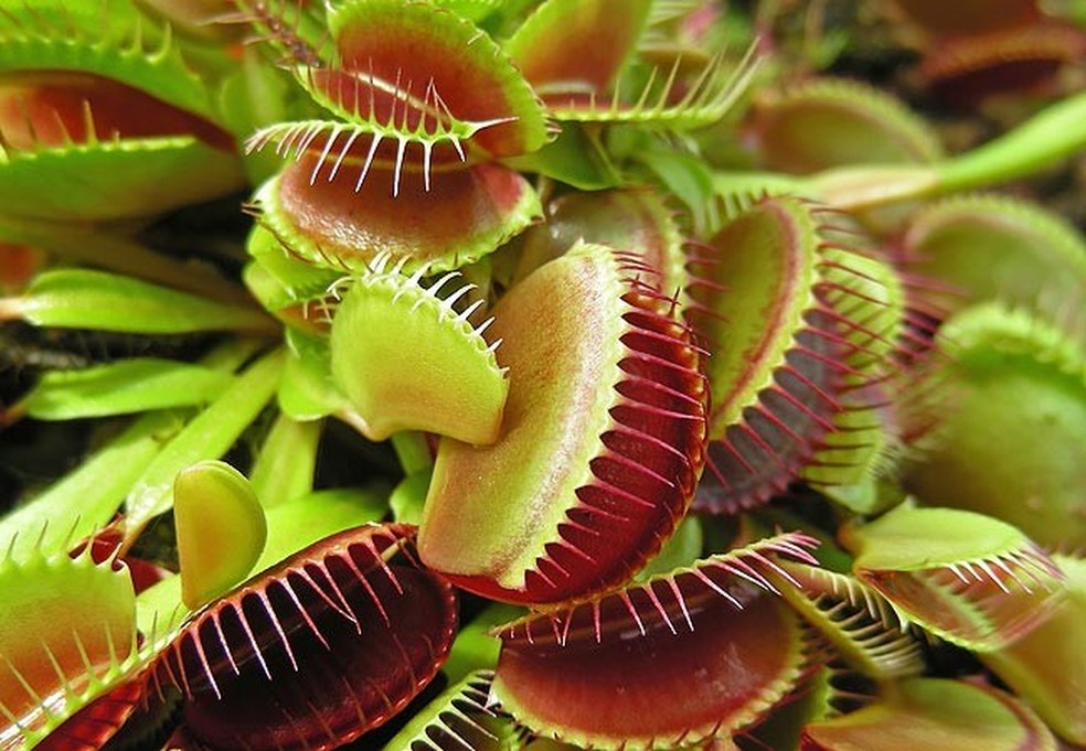 A Dionaea muscipula é a planta carnívora mais reproduzida em filmes, séries e livros — Foto: Casa e Jardim