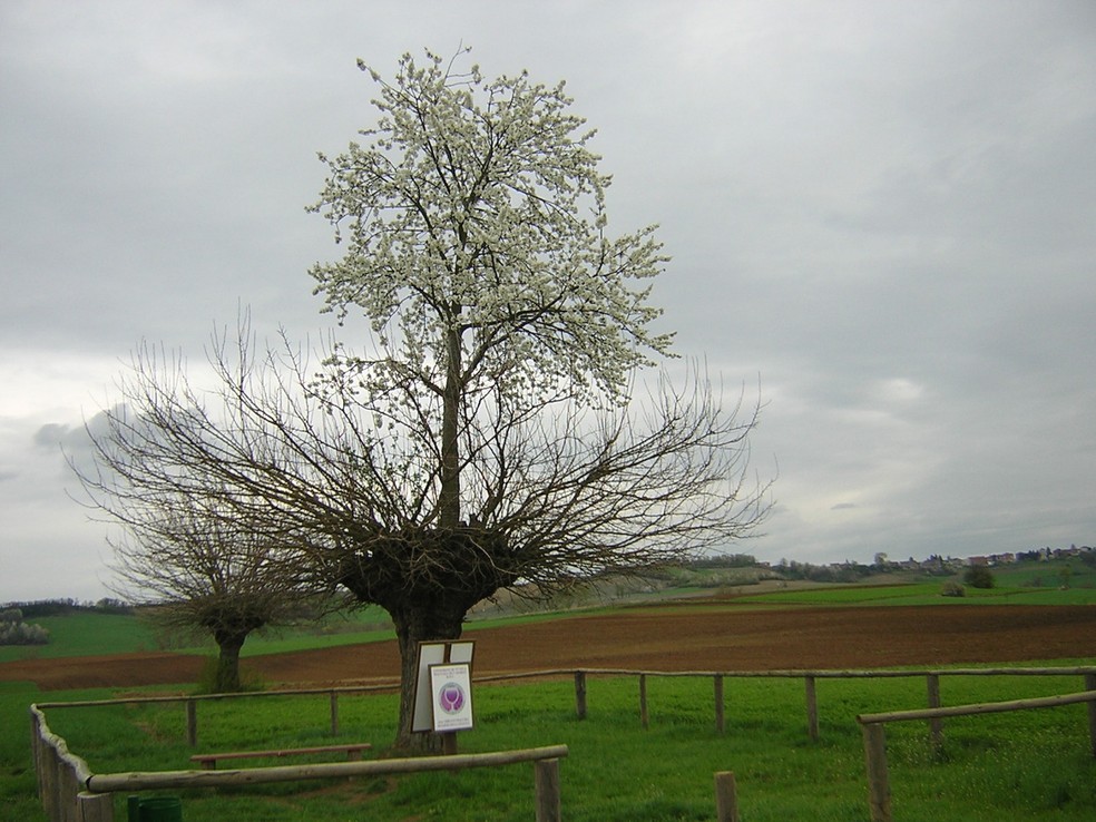 O Bialbero di Casorzo é uma árvore dupla, em que uma amoreira e uma cerejeira coexistem — Foto: Wikimedia/alfio cioffi