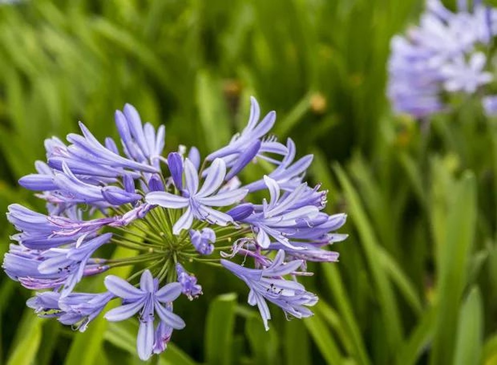 10 flores para comprar em novembro e colorir sua casa