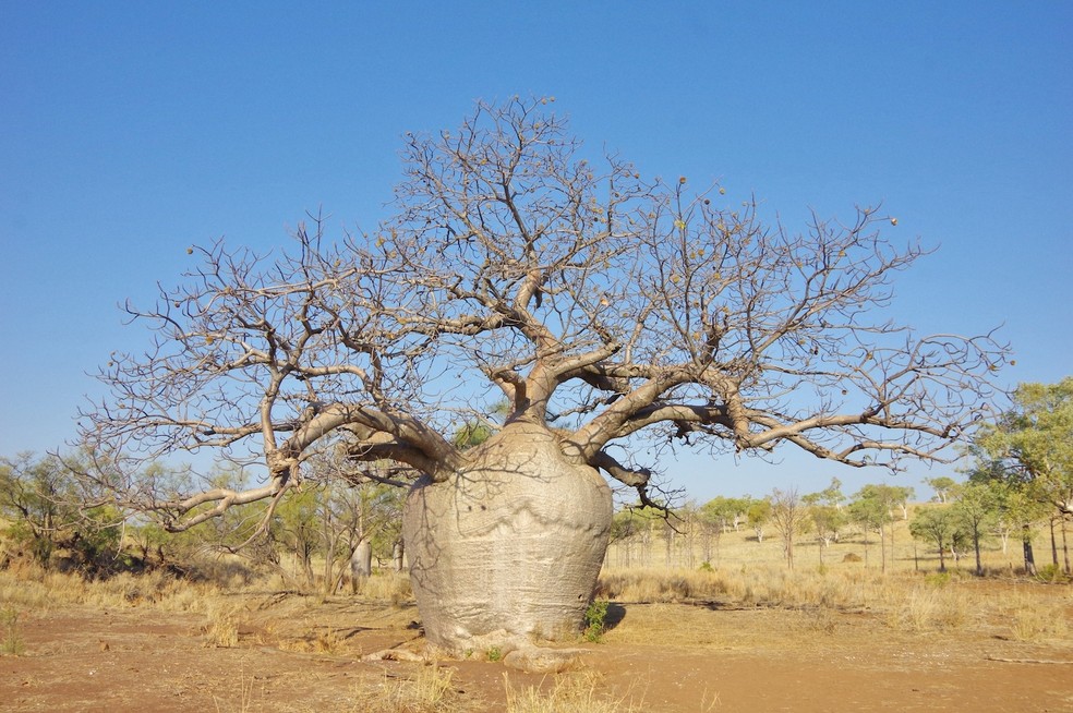 O baobá chega a armazenar até 200 mil litros de água em seus troncos de formato exótico — Foto: Wikimedia/thibaudaronson