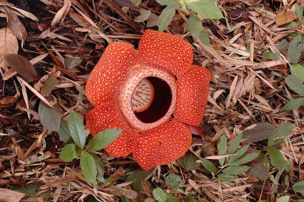 Rafflesia arnoldii: a maior flor do planeta e também uma das mais fedorentas — Foto:  Wikipedia / Steve Cornish / CreativeCommons 