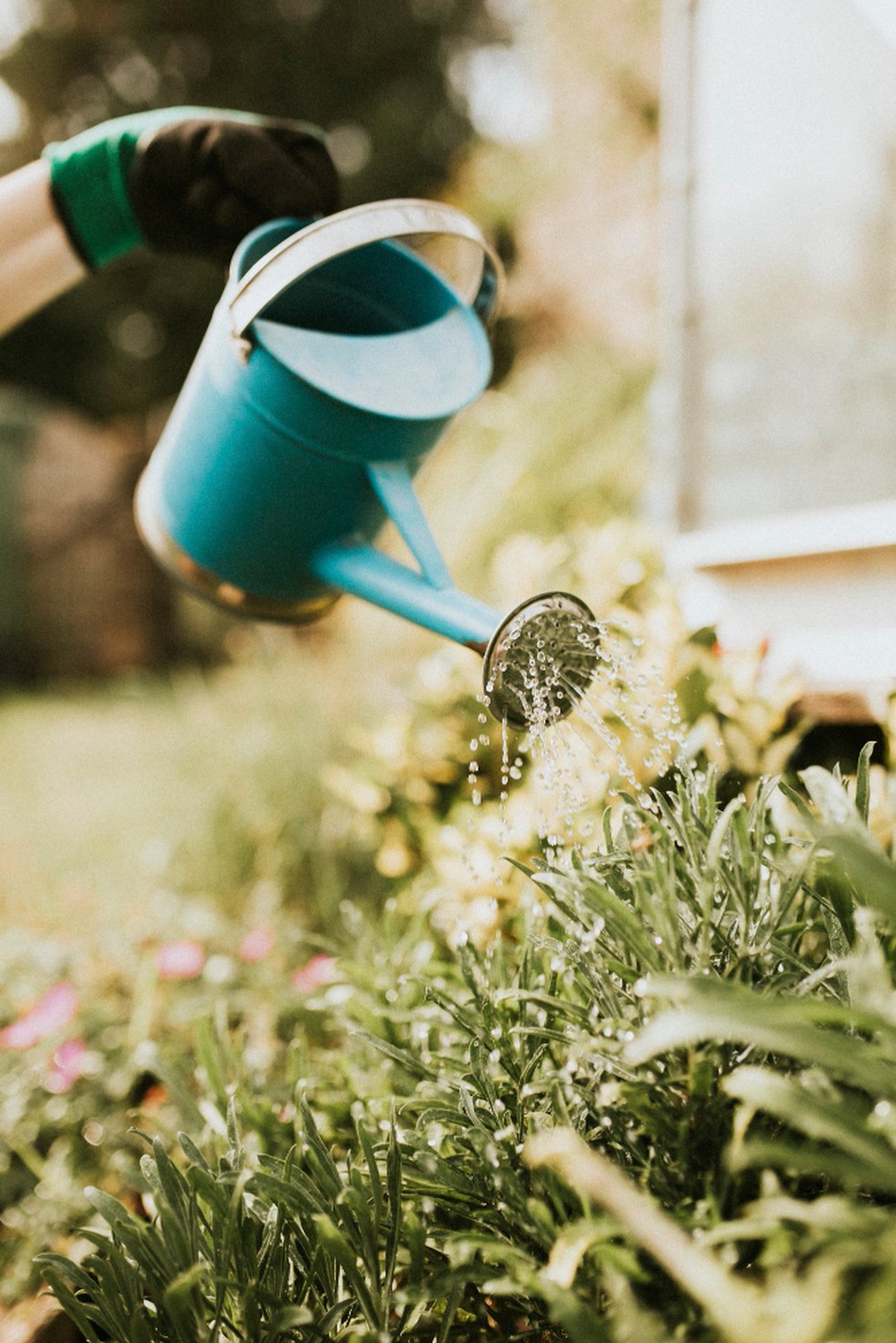 O cuidado com as plantas, incluindo rega e adubação, pode trazer uma motivação para o dia a dia — Foto: Freepik / Creative Commons