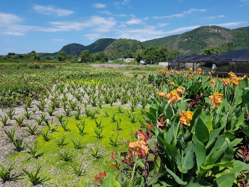 Os jardins filtrantes do Cafubá, em Niterói, permitem a revitalização da água que escoa para a Lagoa de Piratininga — Foto: Prefeitura de Niterói / Divulgação