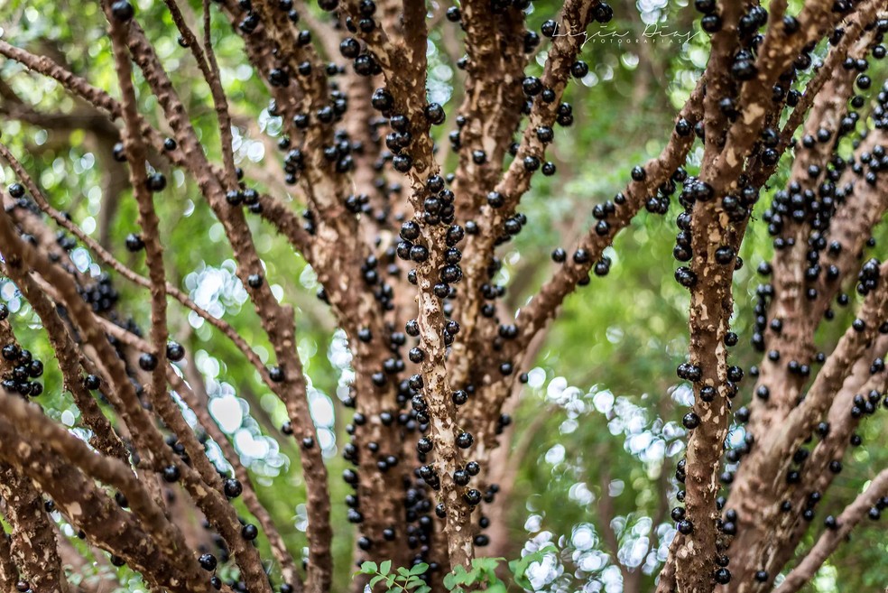 Natural da Mata Atlântica, a jabuticabeira também pode ser cultivada dentro de casa, mas com cuidados específicos — Foto: Flickr / Lígia Dias / CreativeCommons