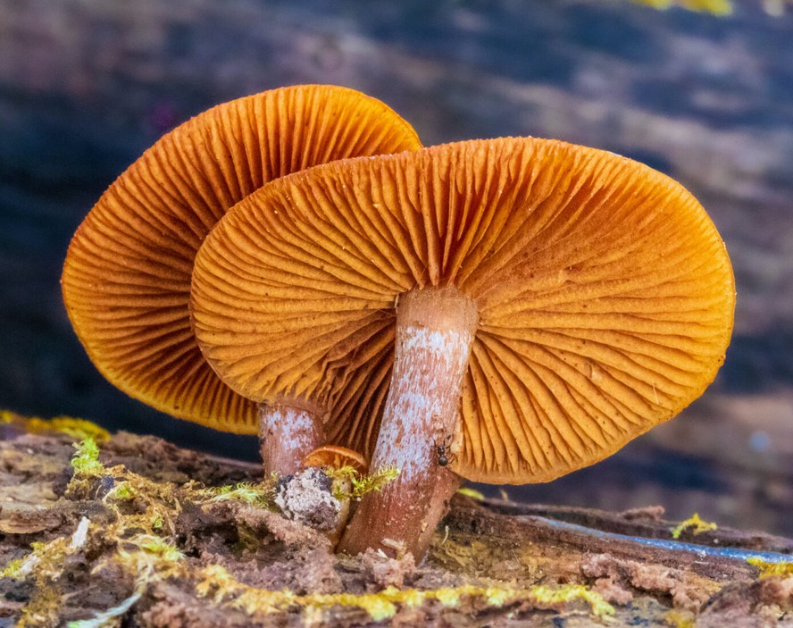 O Galerina marginata são pequenos cogumelos marrons ​​que crescem na madeira durante o ano todo