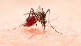 Como evitar o mosquito-da-dengue em casa? Confira os cuidados básicos!