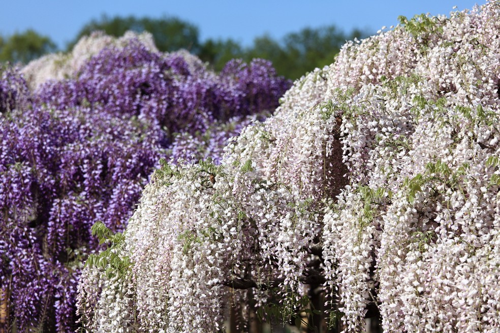 A glicínia japonesa é comumente utilizada para ornar calçadas, muros e pergolados — Foto: Flickr / TANAKA Juuyoh (田中十洋) / Creative Commons