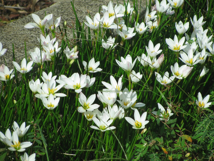 Lírio do campo: como cuidar da flor conhecida pelo frescor