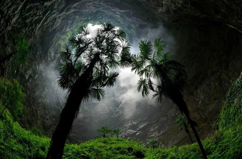 Os exploradoras encontraram três árvores de cerca de 40 m crescendo em direção à luz — Foto: Song Wen / Xinhua / Reprodução