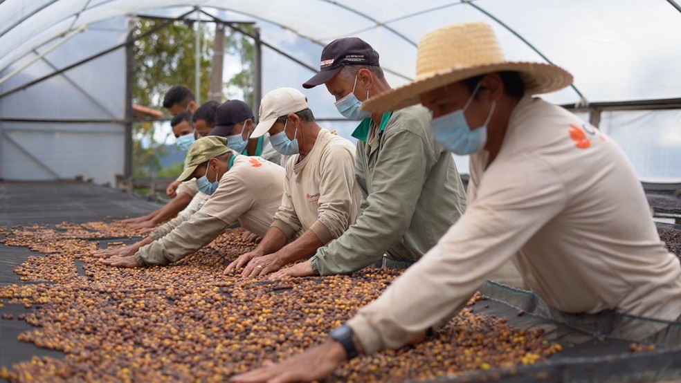 O pós-colheita do café Jacu Bird é cheio de etapas para garantir a segurança e qualidade — Foto: Fazenda Camocim / Divulgação