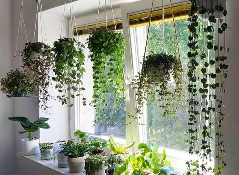 8 plantas que gostam de sombra e água fresca dentro de casa ...