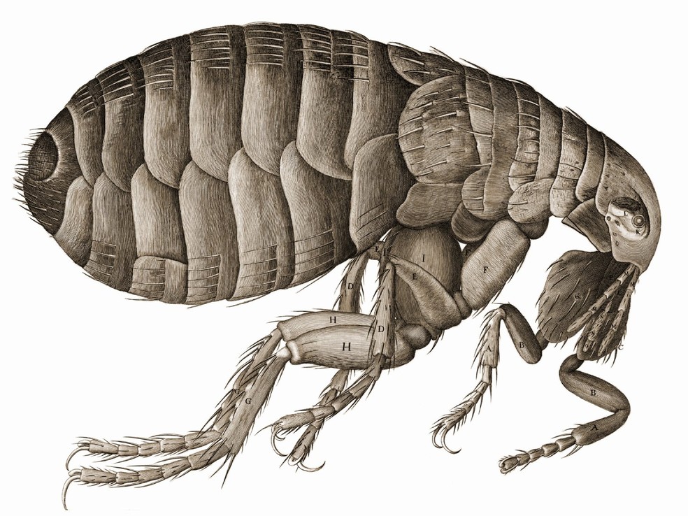 As pulgas passam por quatro estágios de vida: ovo, larva, pupa e imago — Foto: Wikipedia / Robert Hooke / WikimediaCommons