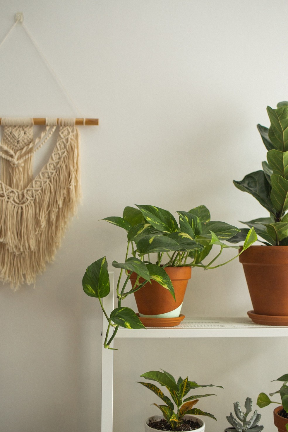24 plantas que se desenvolvem bem dentro de casa, Paisagismo
