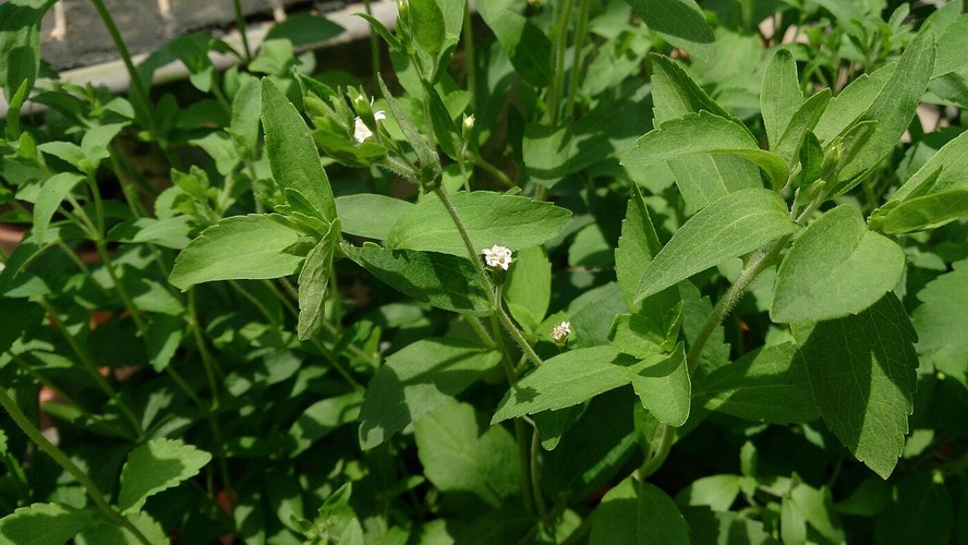 stevia pode ir ao fogo O MELHOR ADOÇANTE PRA SAÚDE em 2025 main image 0