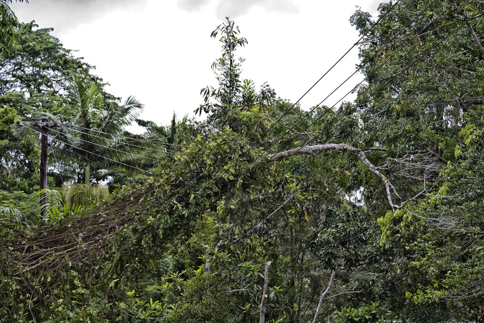 A queda de árvores sobre a fiação aérea representa um risco severo à segurança pública e à infraestrutura urbana, gerando acidentes elétricos graves e impactos imediatos no funcionamento da cidade — Foto: Wendy Townrow/Getty Images