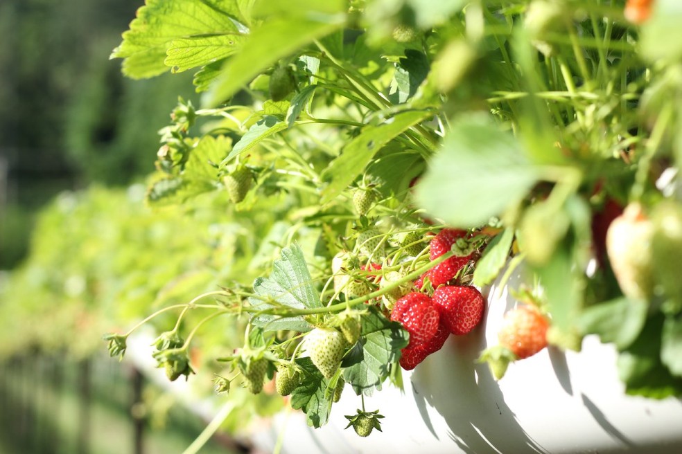 Jogos da Moranguinho - Colhendo Morangos (Harvesting Strawberries