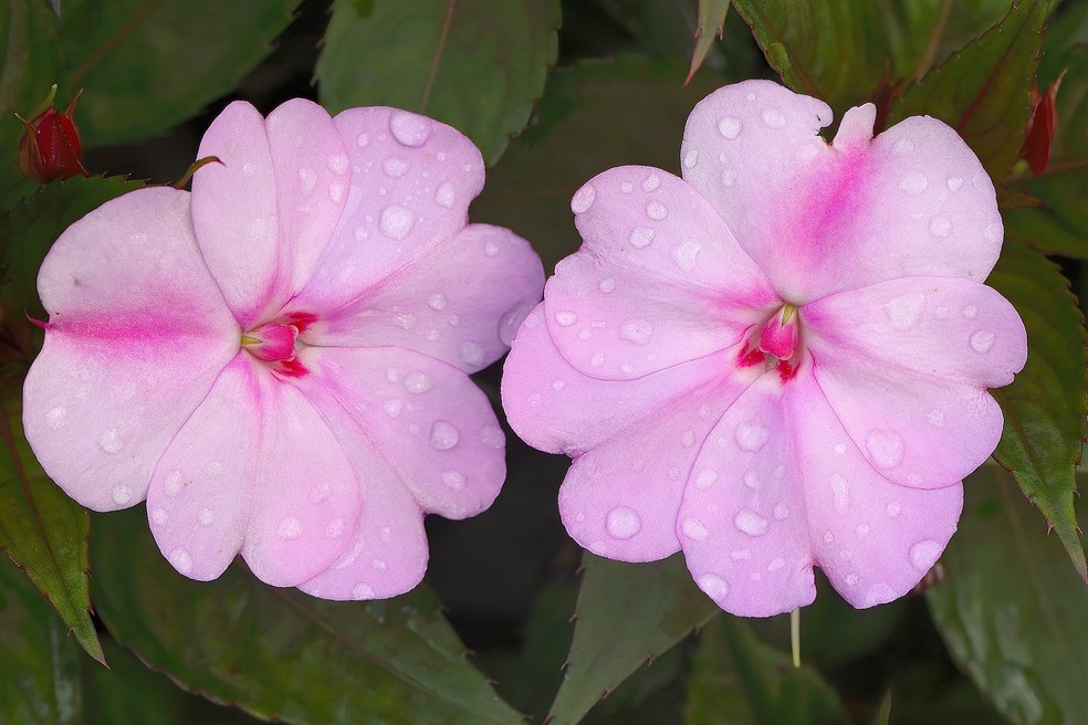7 espécies de plantas rasteiras que florescem o ano todo