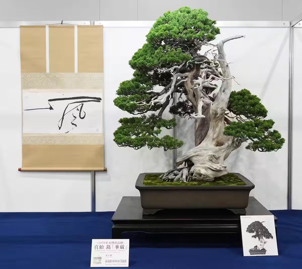 Bonsai de 350 anos exibido em 1970 no Japão é reapresentado 55