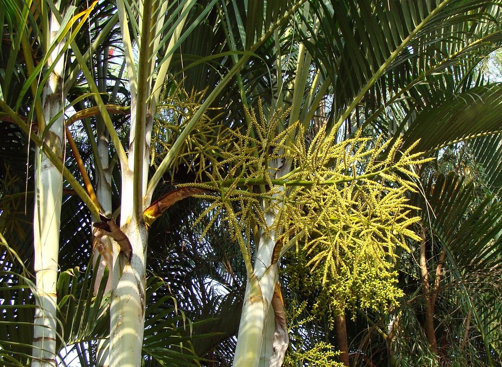 A palmeira areca-bambu é muito popular no paisagismo, sendo aproveitada no design de interiores e em jardins — Foto: Pixabay / sarangib / Creative Commons