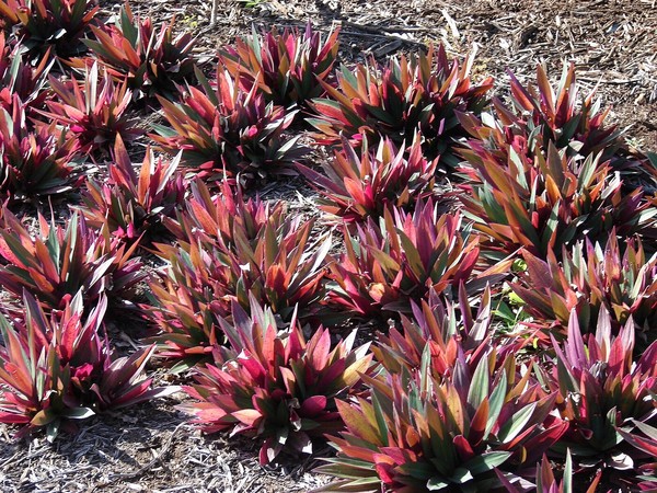40 plantas roxas para conferir cor e contraste ao jardim