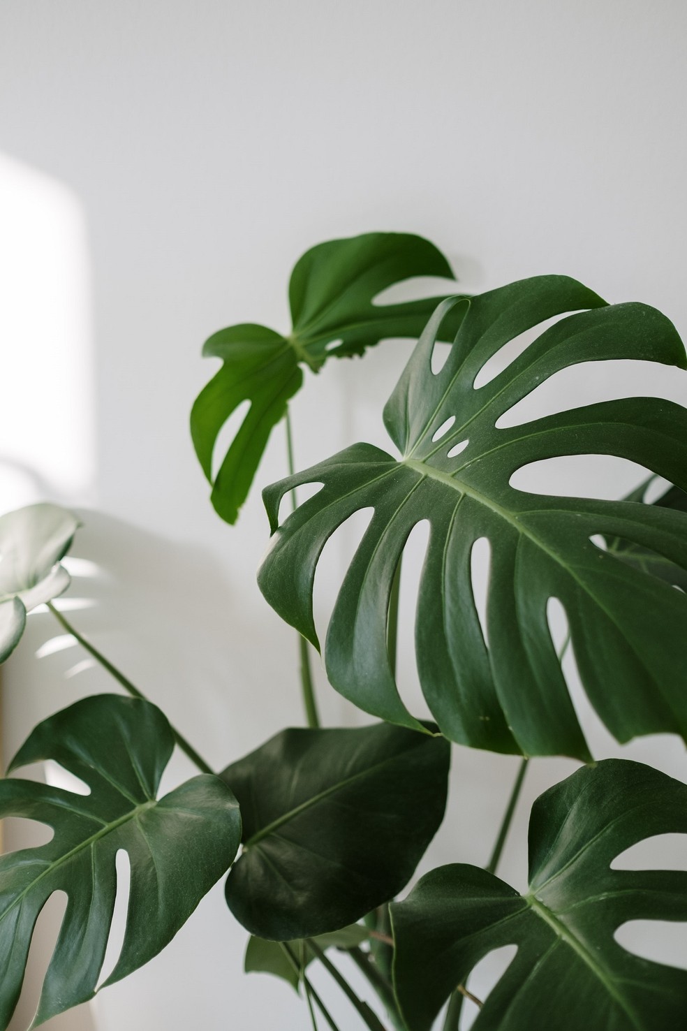 A costela-de-adão é querida dos plant parents por ter aspecto ornamental e apreciar climas mais quentes — Foto: Pexels / cottonbro studio / Creative Commons