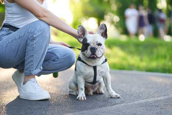 Condomínios podem proibir a presença de pets? Entenda!