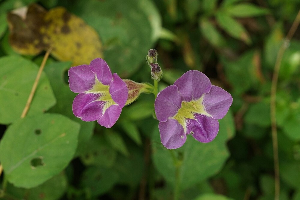 40 plantas roxas para conferir cor e contraste ao jardim