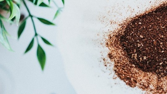 Borra de café para adubar plantas: por que usar com moderação no jardim?