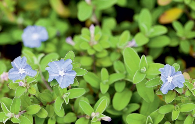 7 espécies de plantas rasteiras que florescem o ano todo